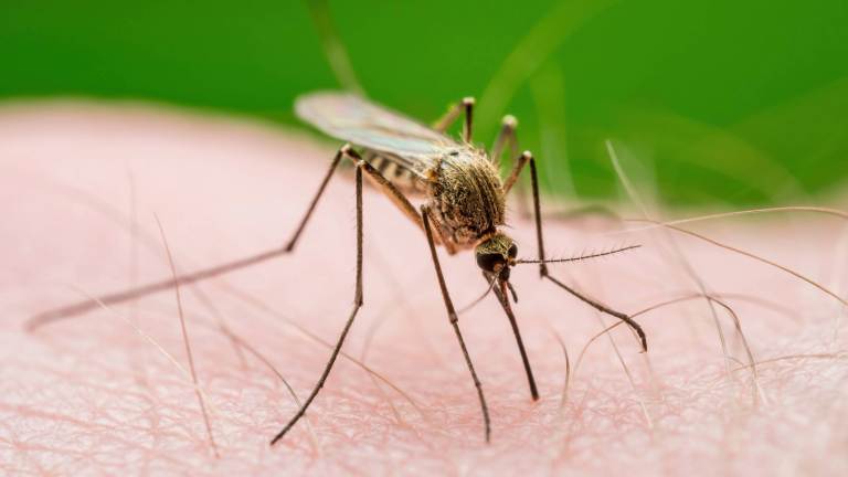 a mosquito biting human skin