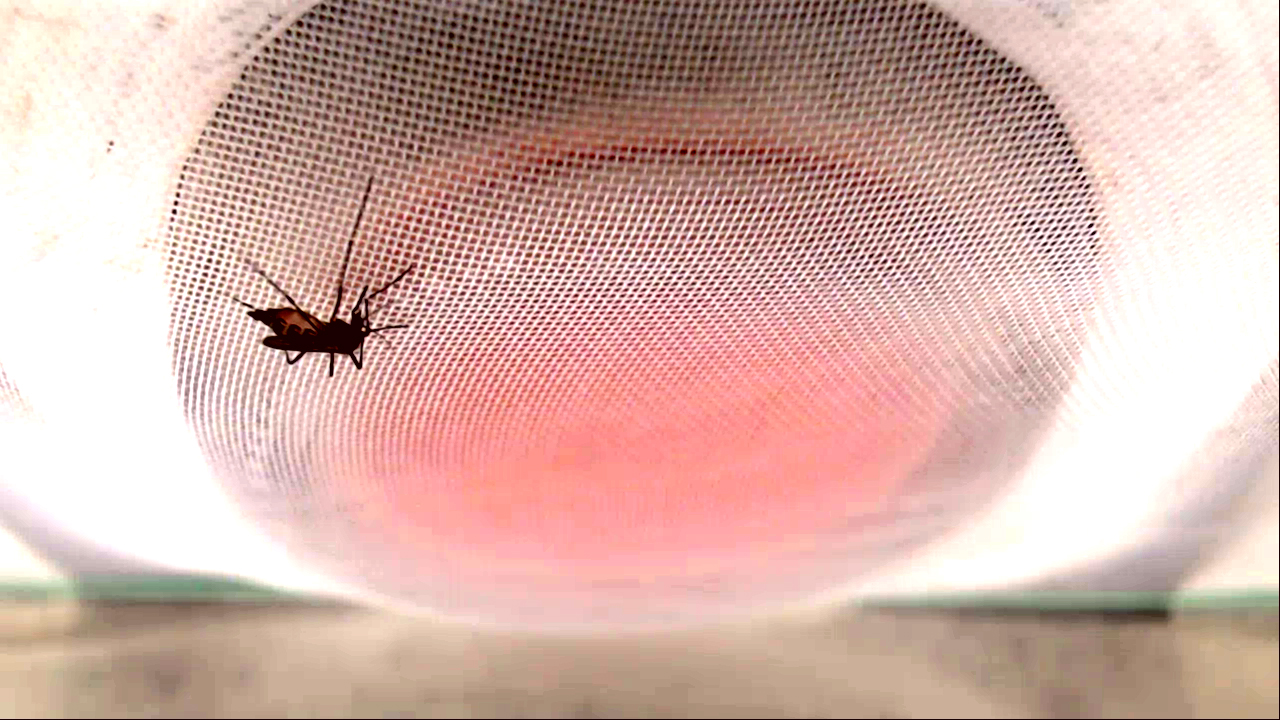 a mosquito handing on a piece of mesh covering a bag of blood
