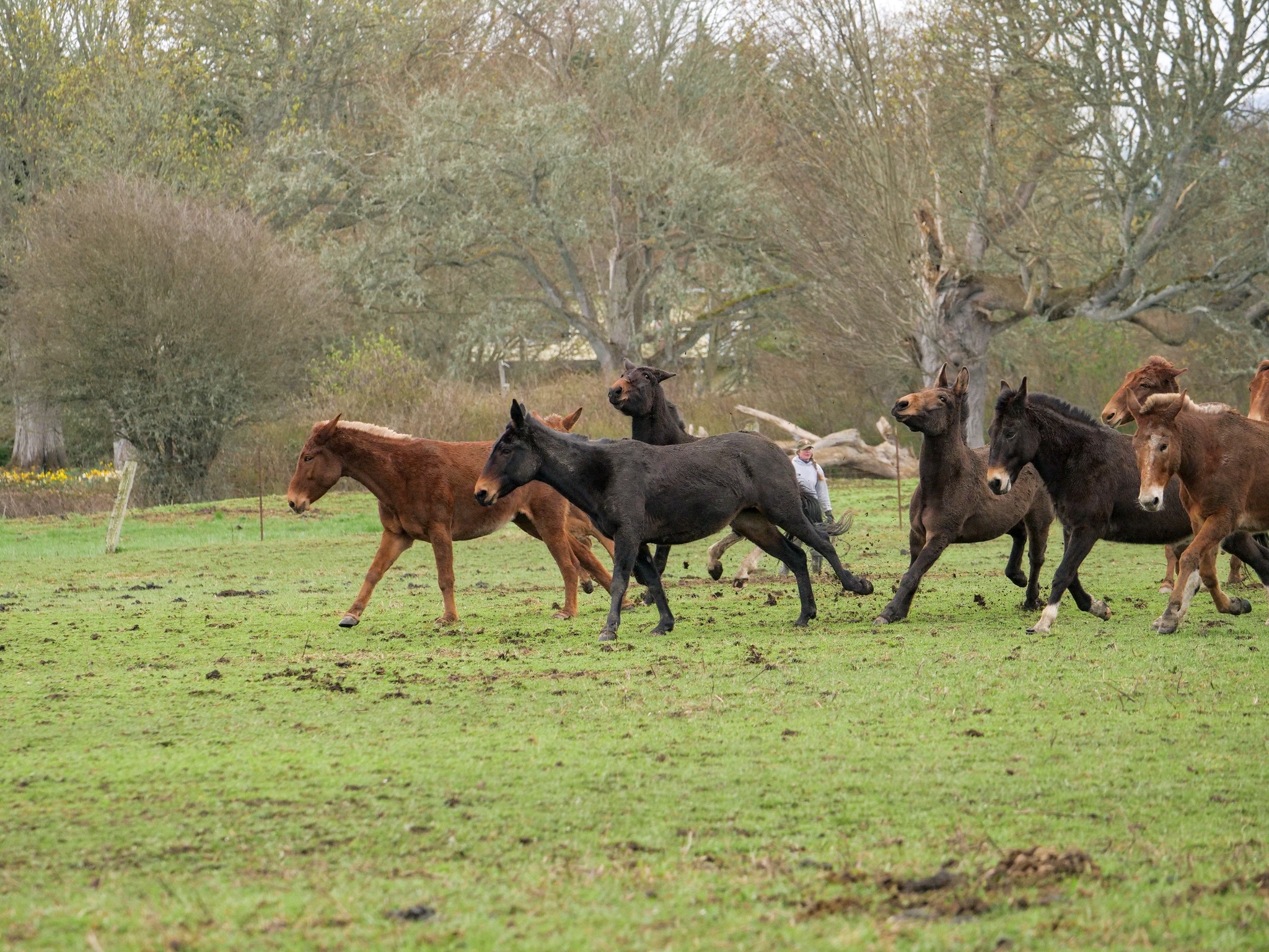 a mule team 