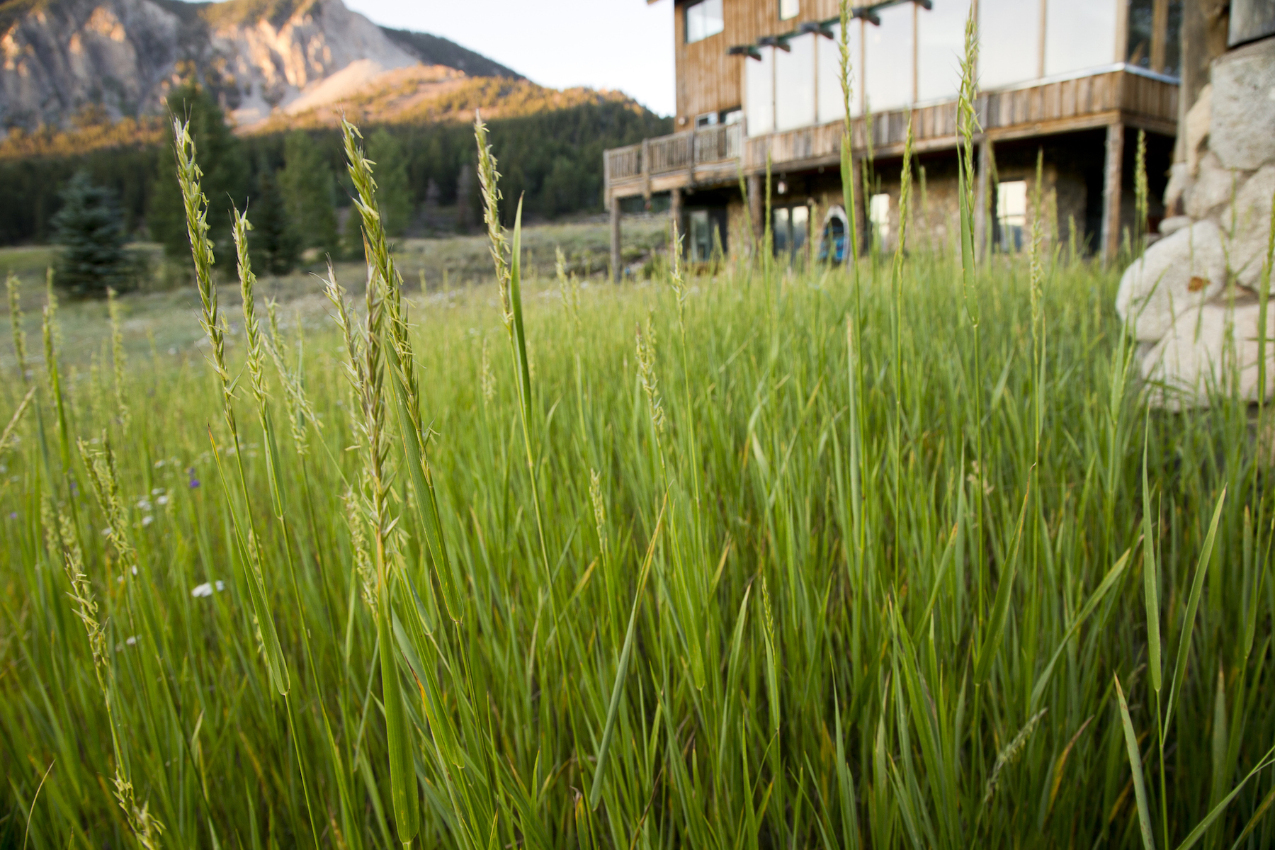 A low angle view of water resistant drought-tolerant native grasses grow in a yard of a home in Colorado on a summer day with a residential home and mountain ridge in the background