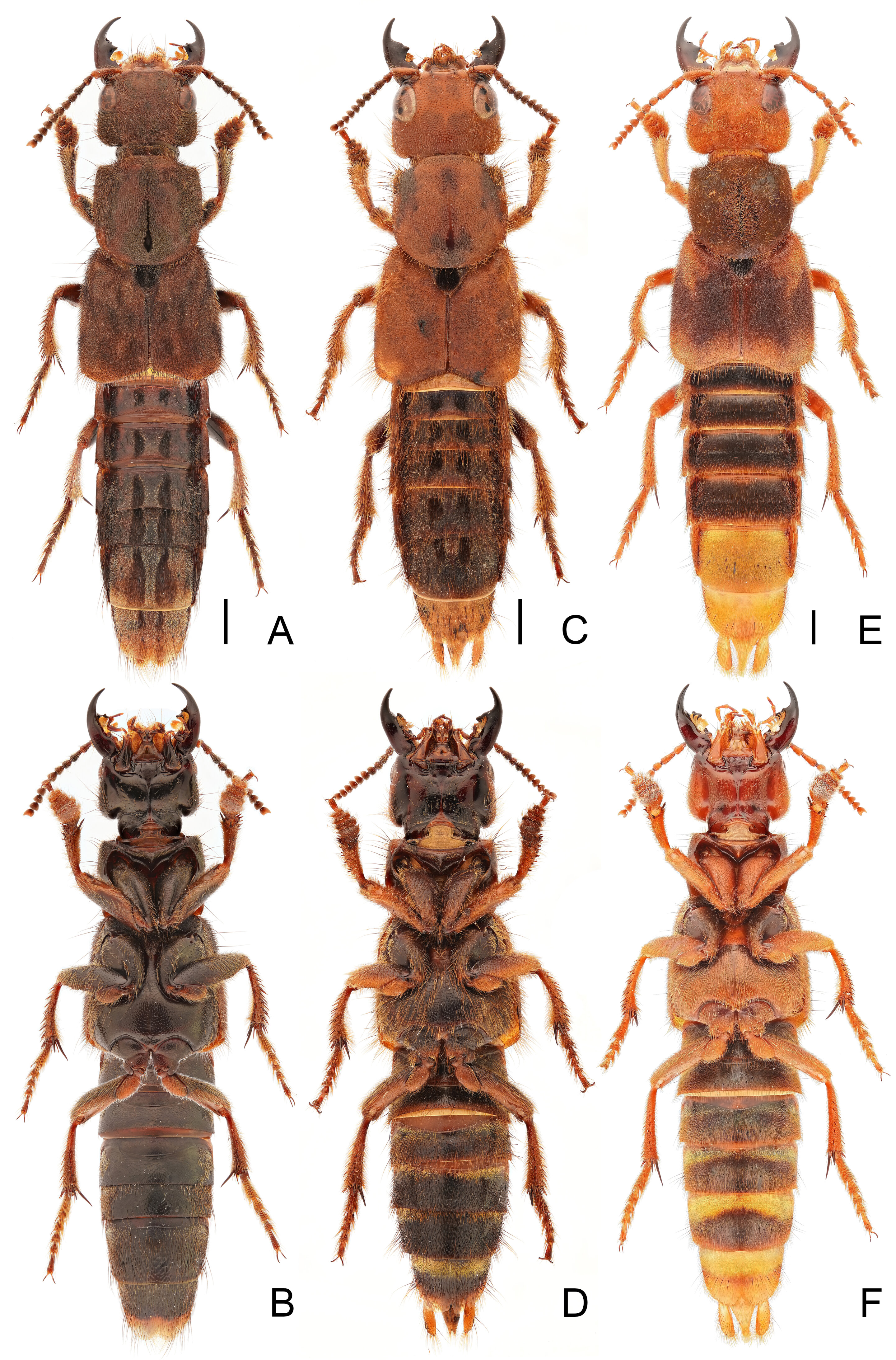 six new beetle species with yellow and brown stripes