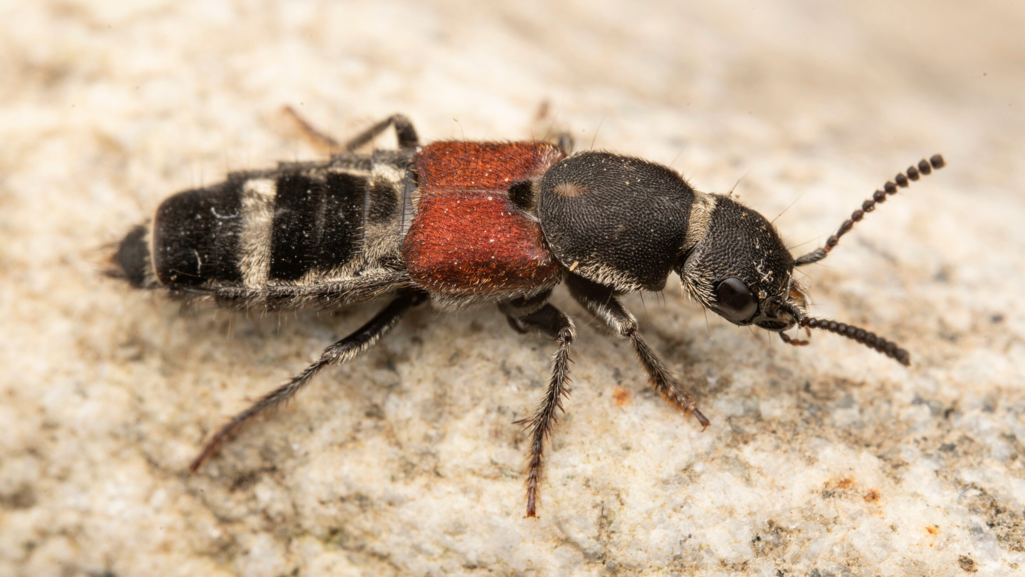 a beetle with black and red coloring