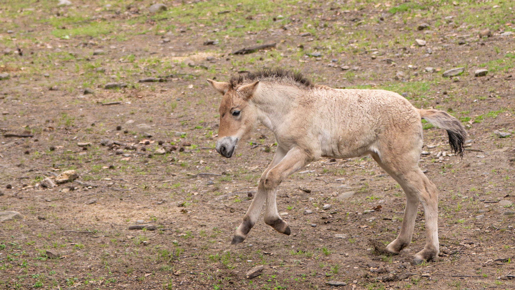a small horse galloping