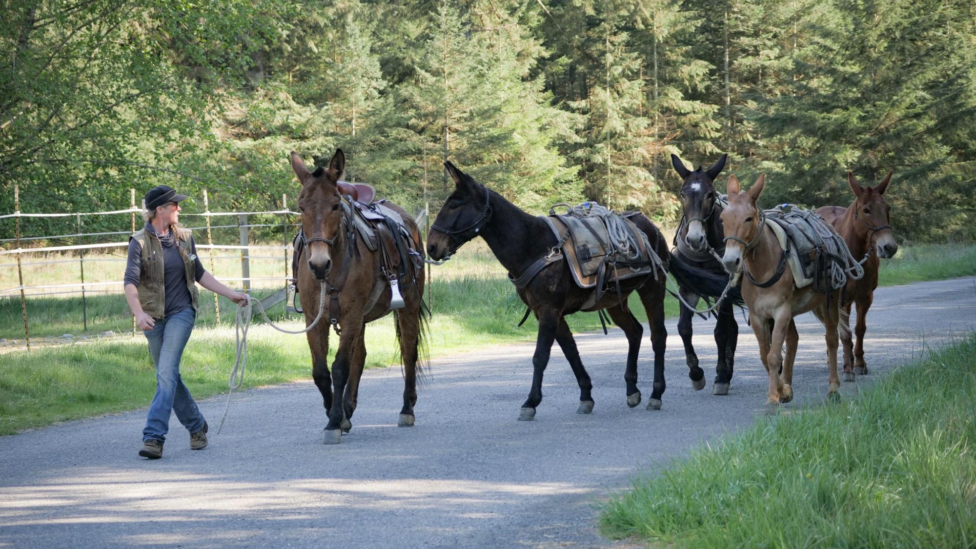 a woman leads out a team of five mules