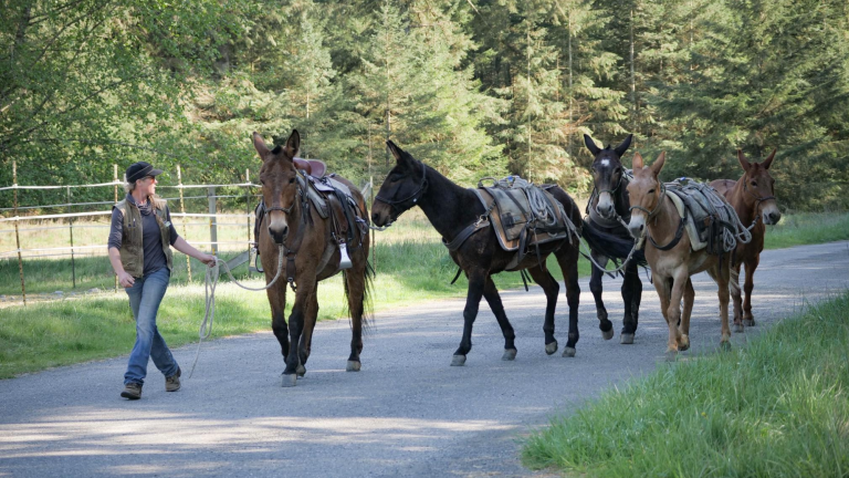 a woman leads out a team of five mules