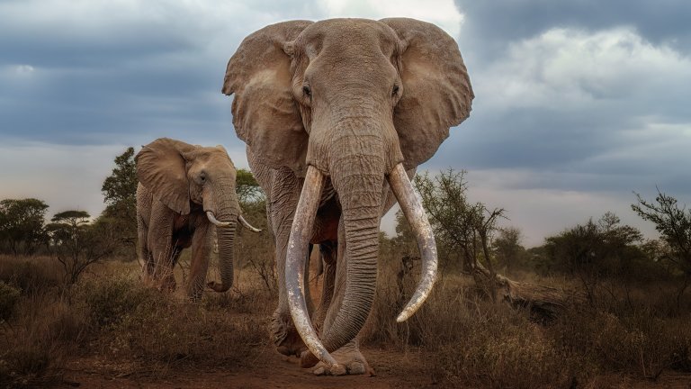 An elephant with large tusks walks in front of another elephant with smaller tusks in the African savannah.