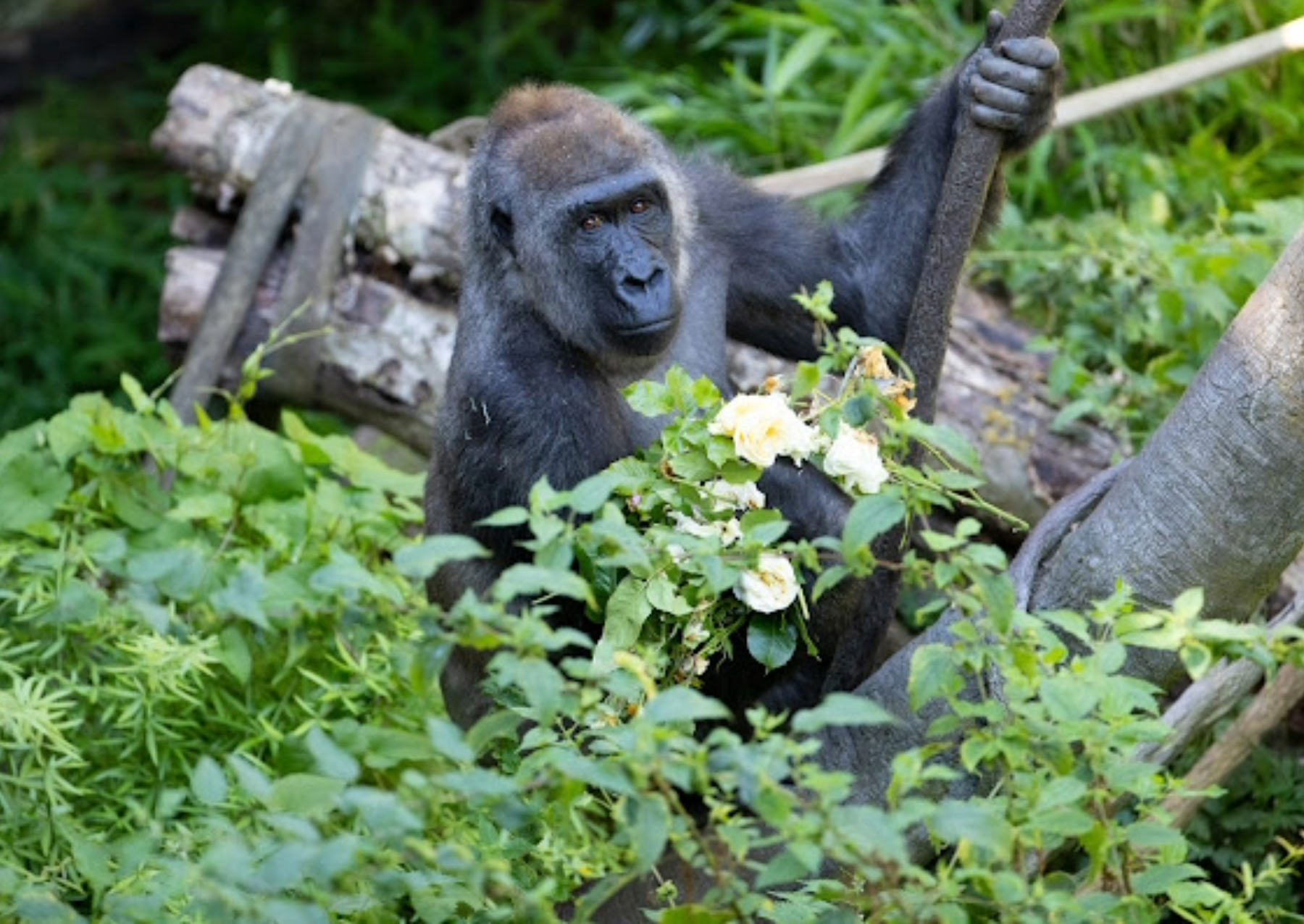 a female gorilla sitting in a woodland habitat