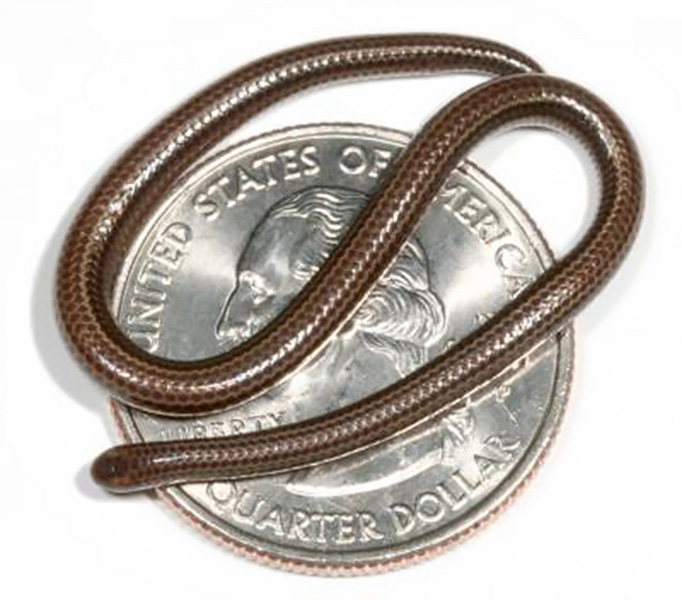 Small brown snake on top of a quarter, showing how small it is.