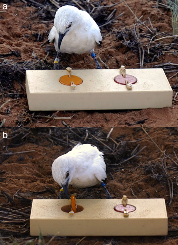 Two images of white bird with a black beak and eyes doing an exercise where it investigates a wooden block with a red and orange circle on it.