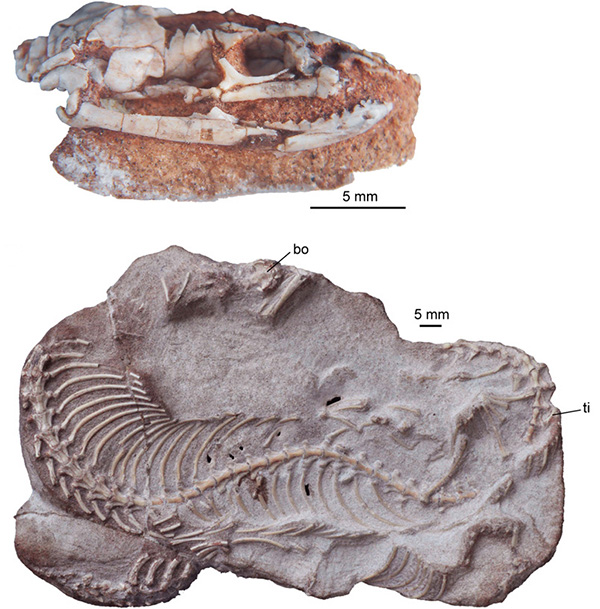 Two fragments of an ancient snake fossil.
