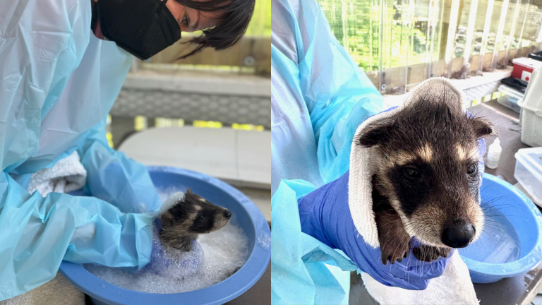 a woman wearing a black mask bathes a raccoon in a blue bowl