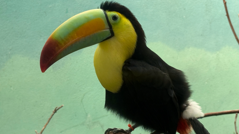 a toucan with a colorful green, orange, and red beak and yellow and black feathers