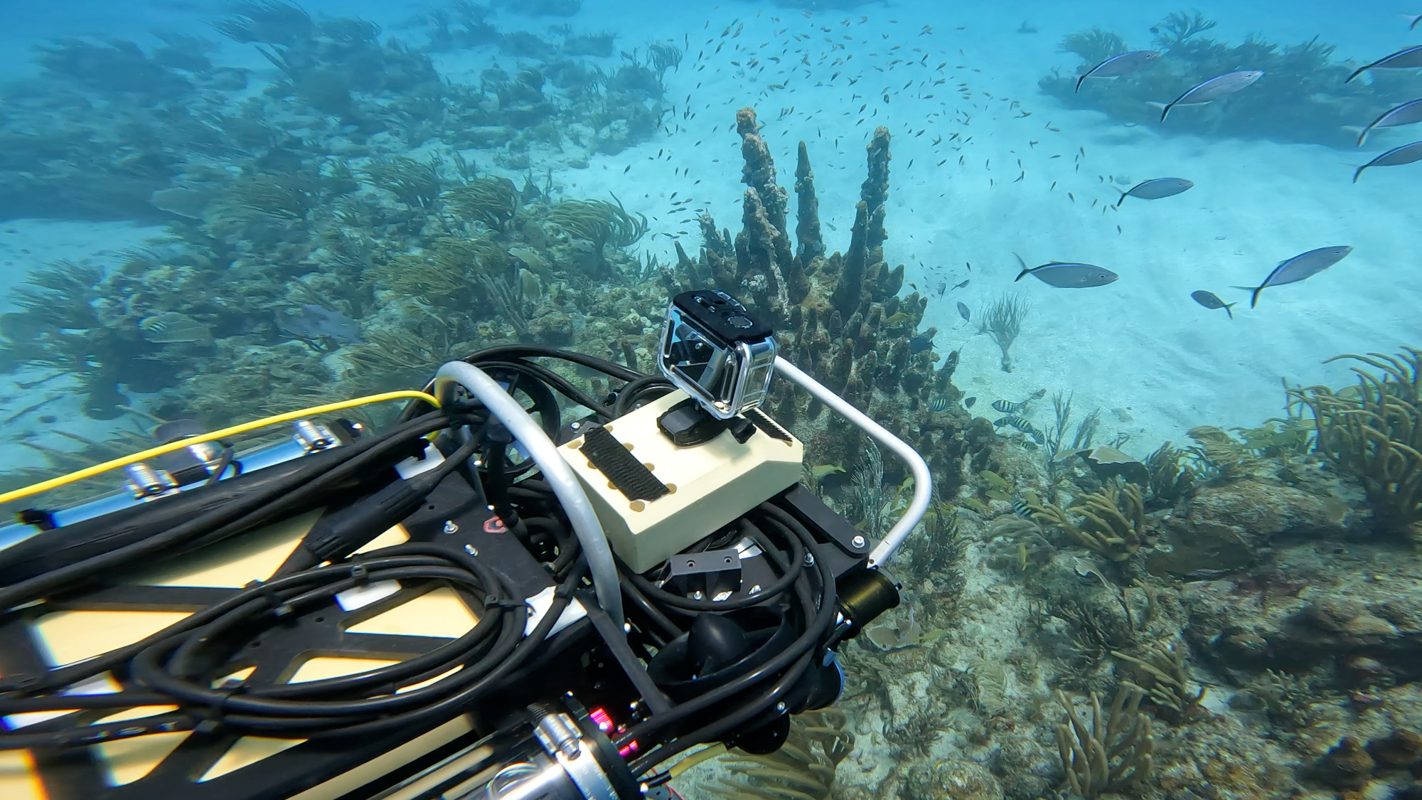 a robot scouring a reef
