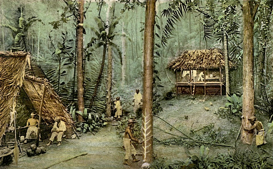 postcard showing six people in a dense forest harvesting natural rubber from rubber trees.