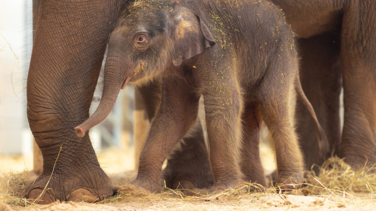 a baby elephant walking under an adult