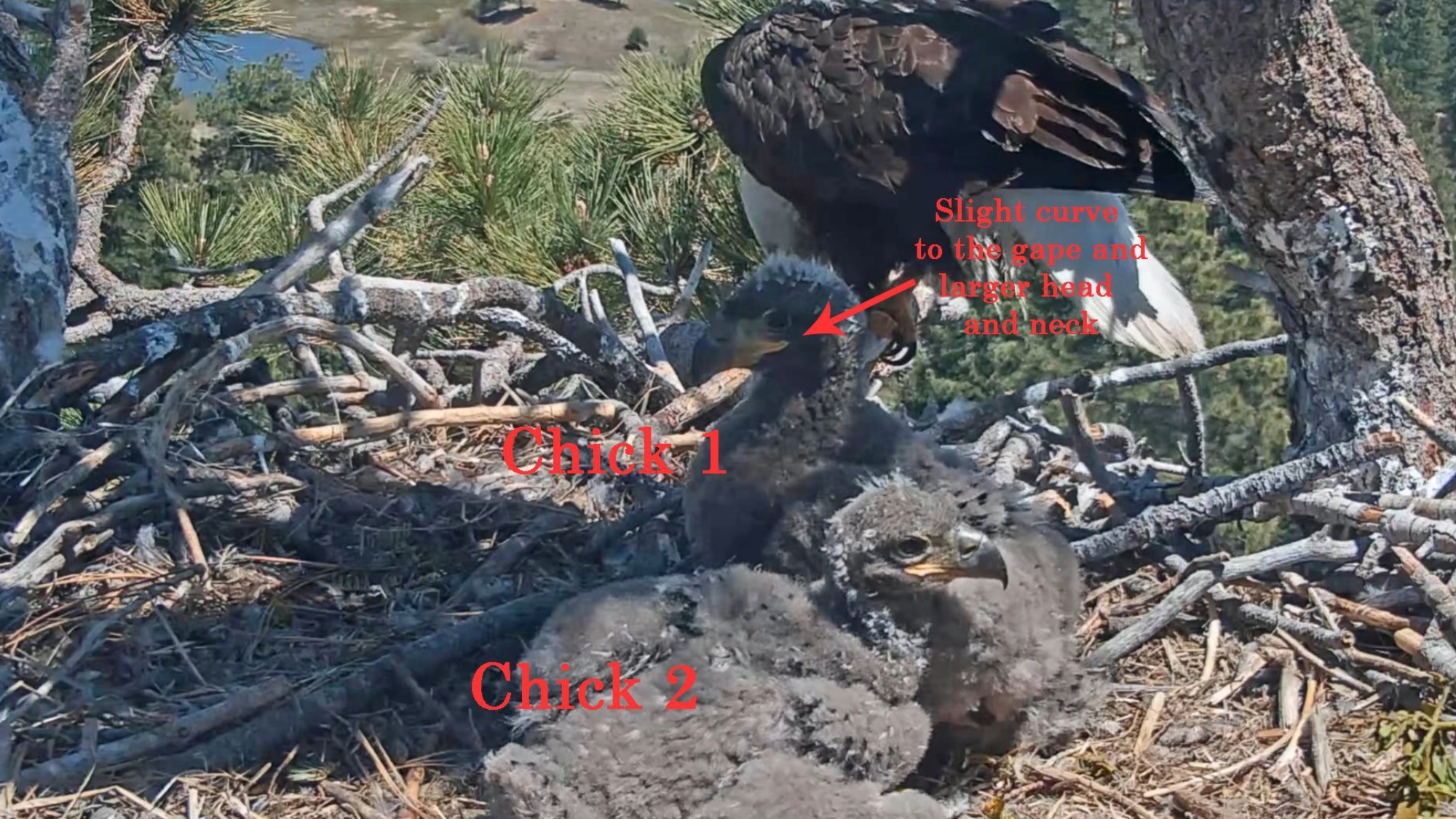 two eaglet chicks in a nest