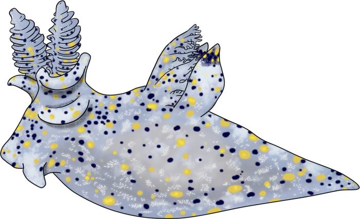 a sketch of a sea slug with black and yellow spots