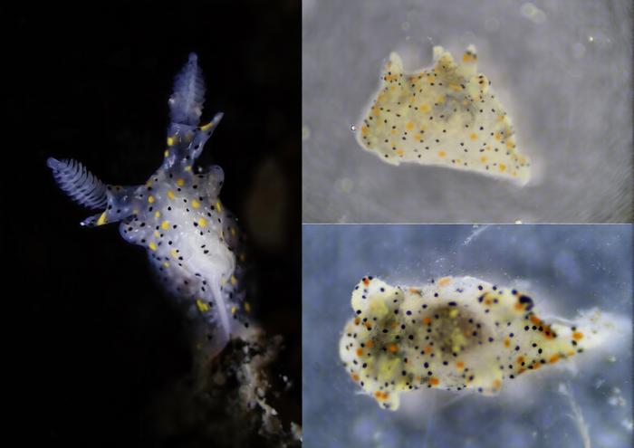 a speckled sea slug swimming