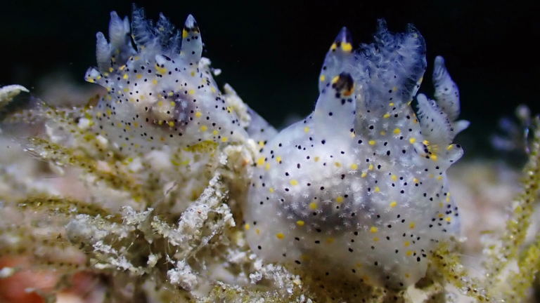 two sea slugs that are transluscent with yellow and black spots