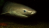 a shark swimming in dark waters