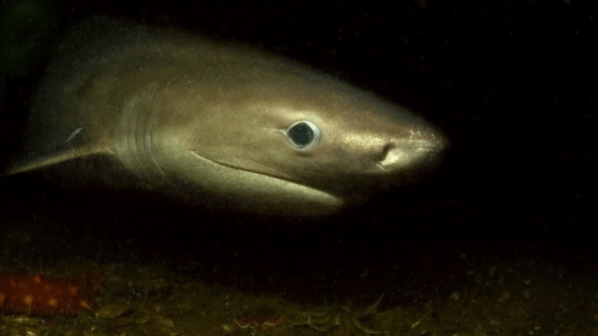 Mysterious giant sharks that outlived the dinosaurs lurking in Puget Sound Mysterious giant sharks that outlived the dinosaurs lurking in Puget Sound