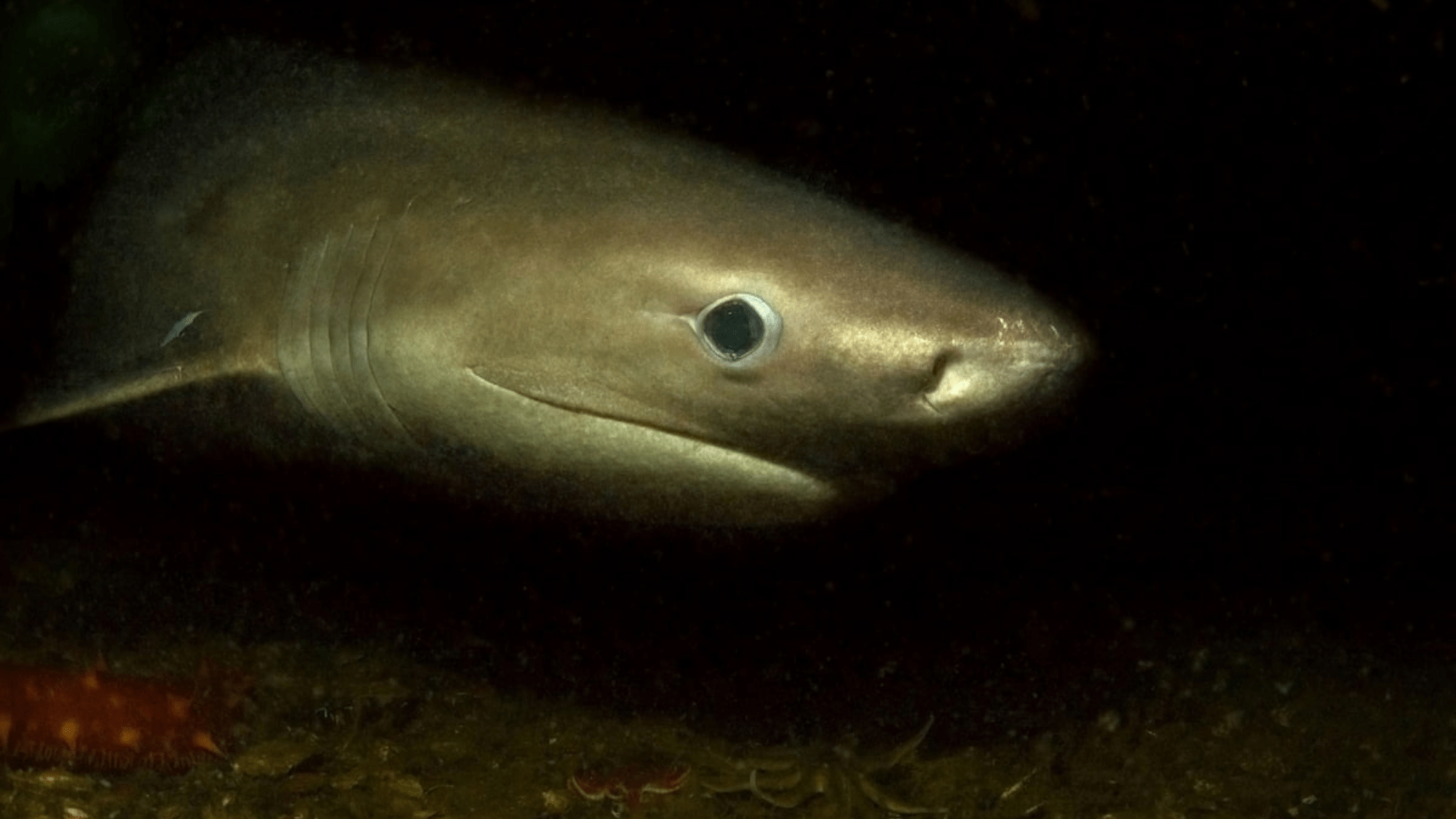 a shark swimming in dark waters