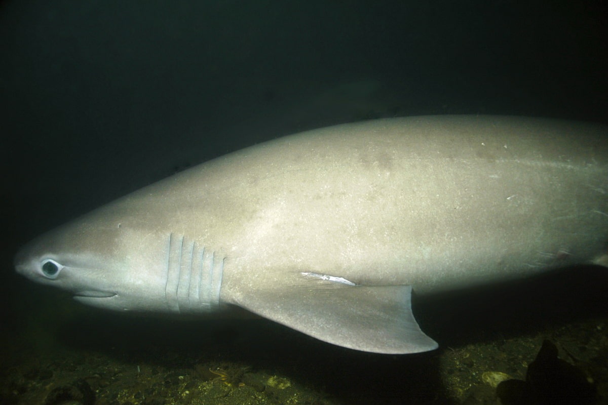 a sixgill shark swimming