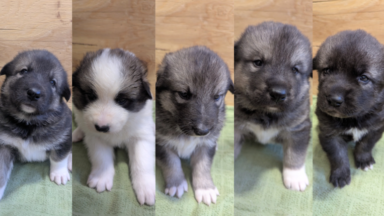 five sled dog puppies