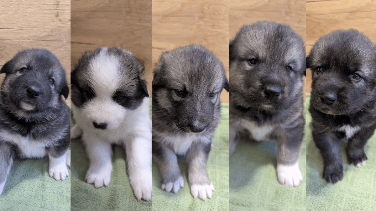 Denali’s adorable Sled Dog Puppy Cam is back for 2026