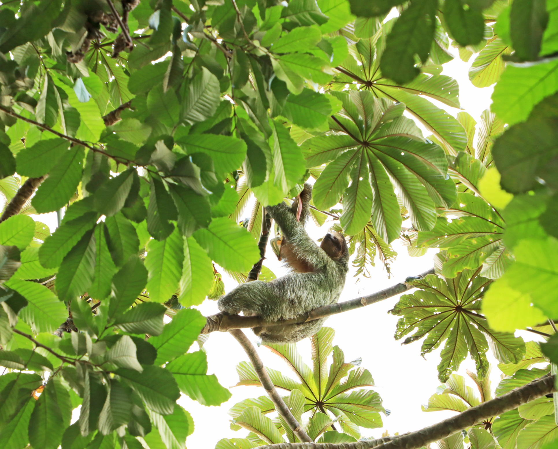 A sloth up high on a tree branch in a forest in Costa Rica with green fur.