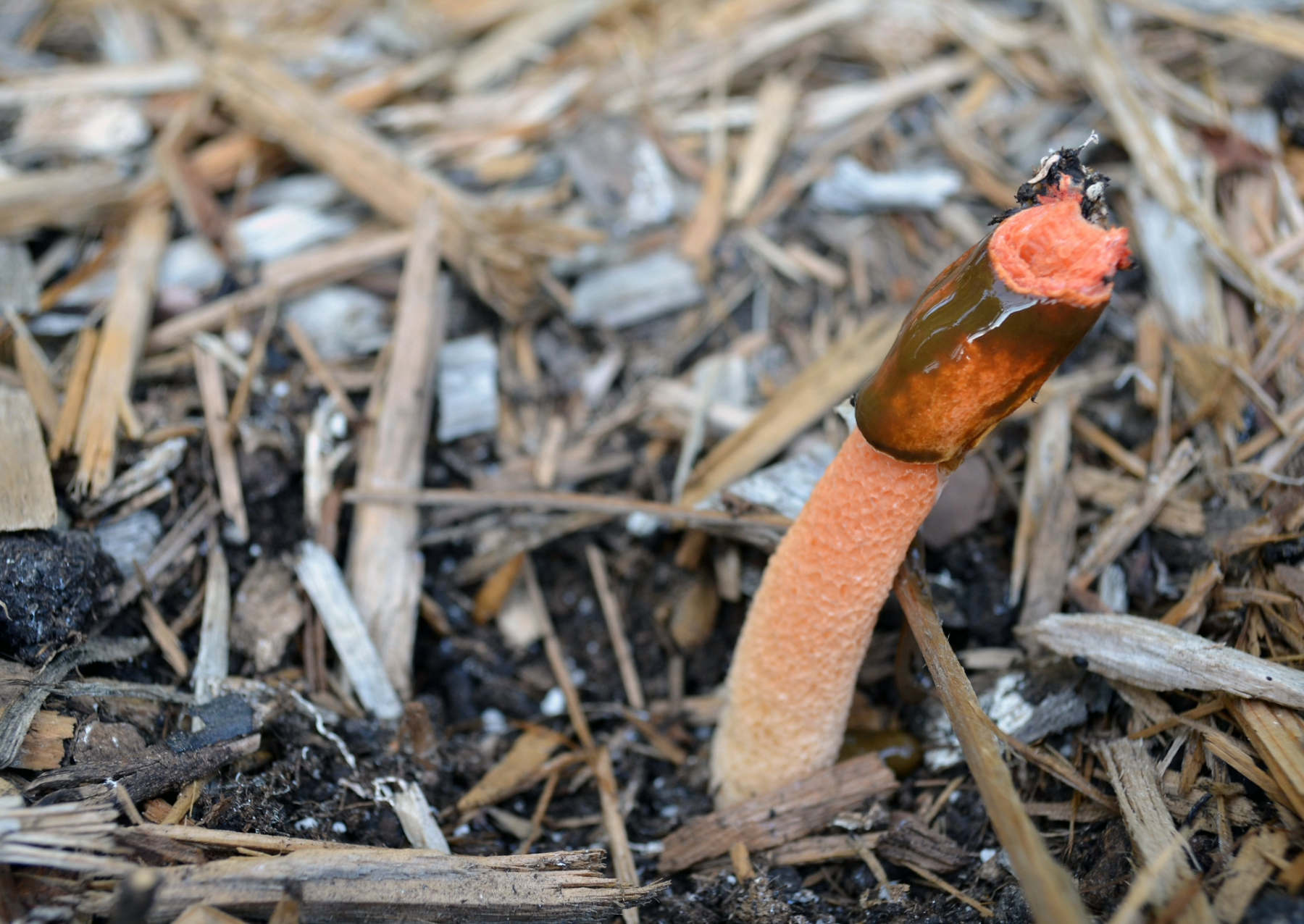 a long think mushroom growing out of brown mulch