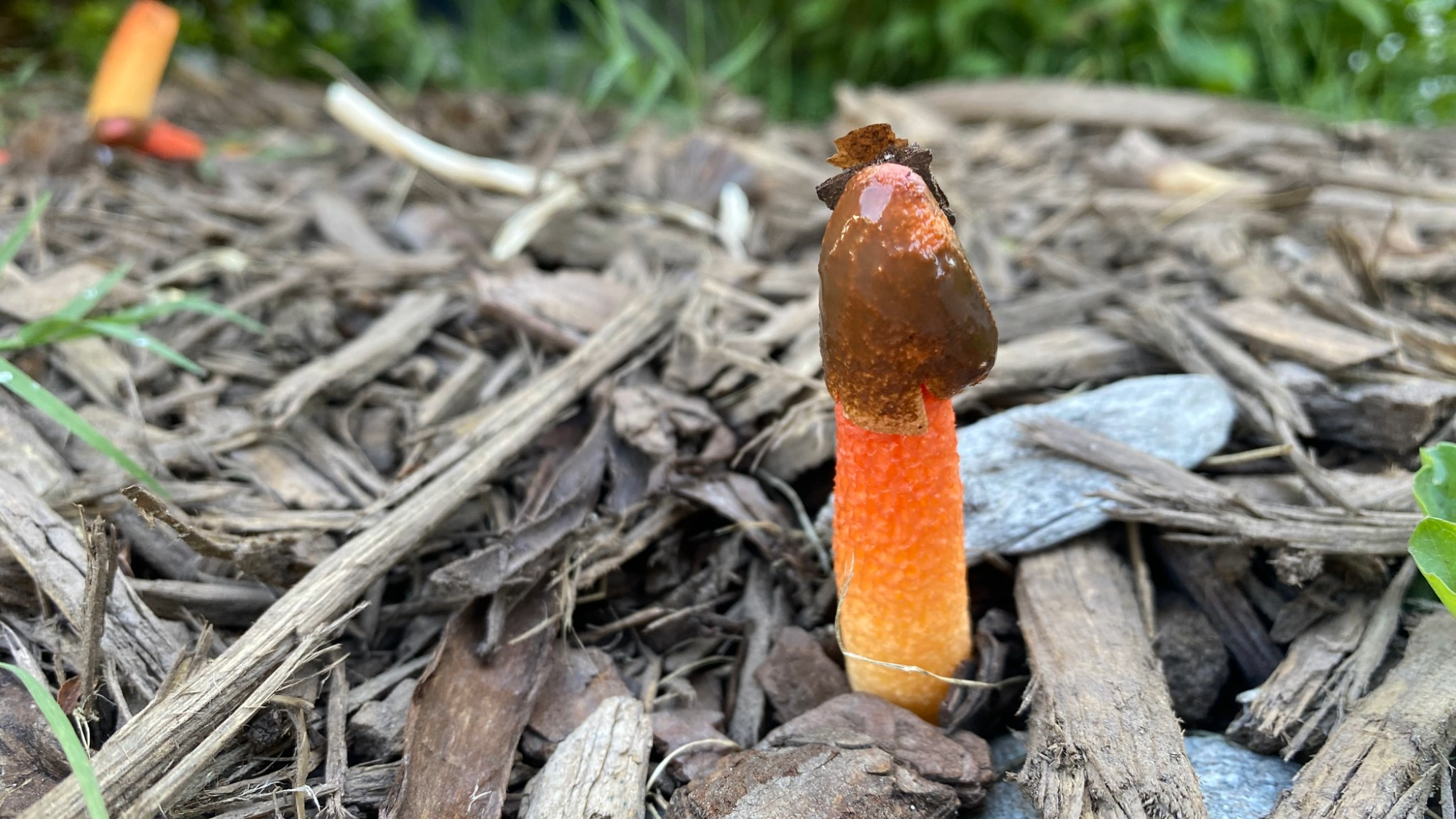 a long and cylindrical orange mushroom growing out of the ground. it has a brown cap that is used to spread spores