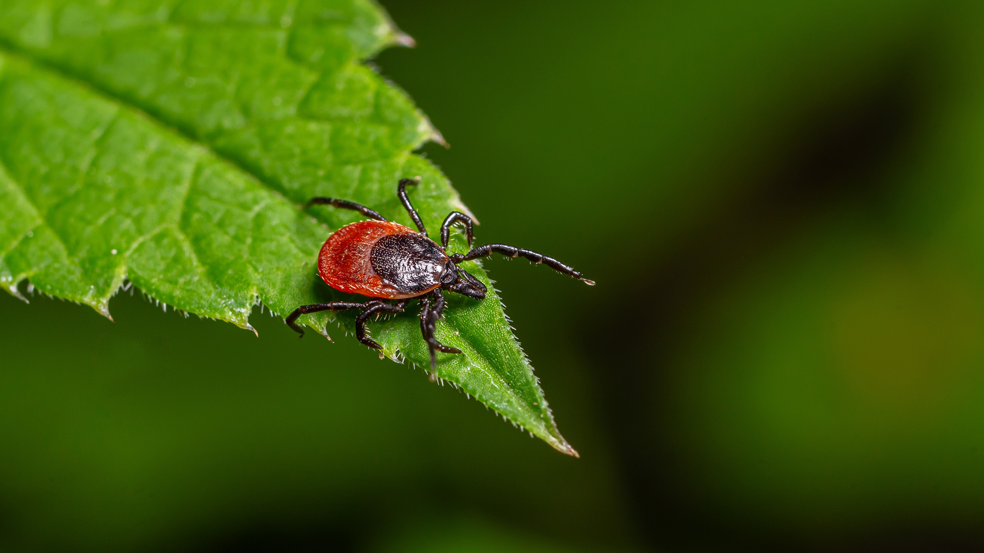 A tick clings to the edge of a green leaf highlighting its red and black body. The detailed texture of the leaf enhances the natural surroundings in the image.