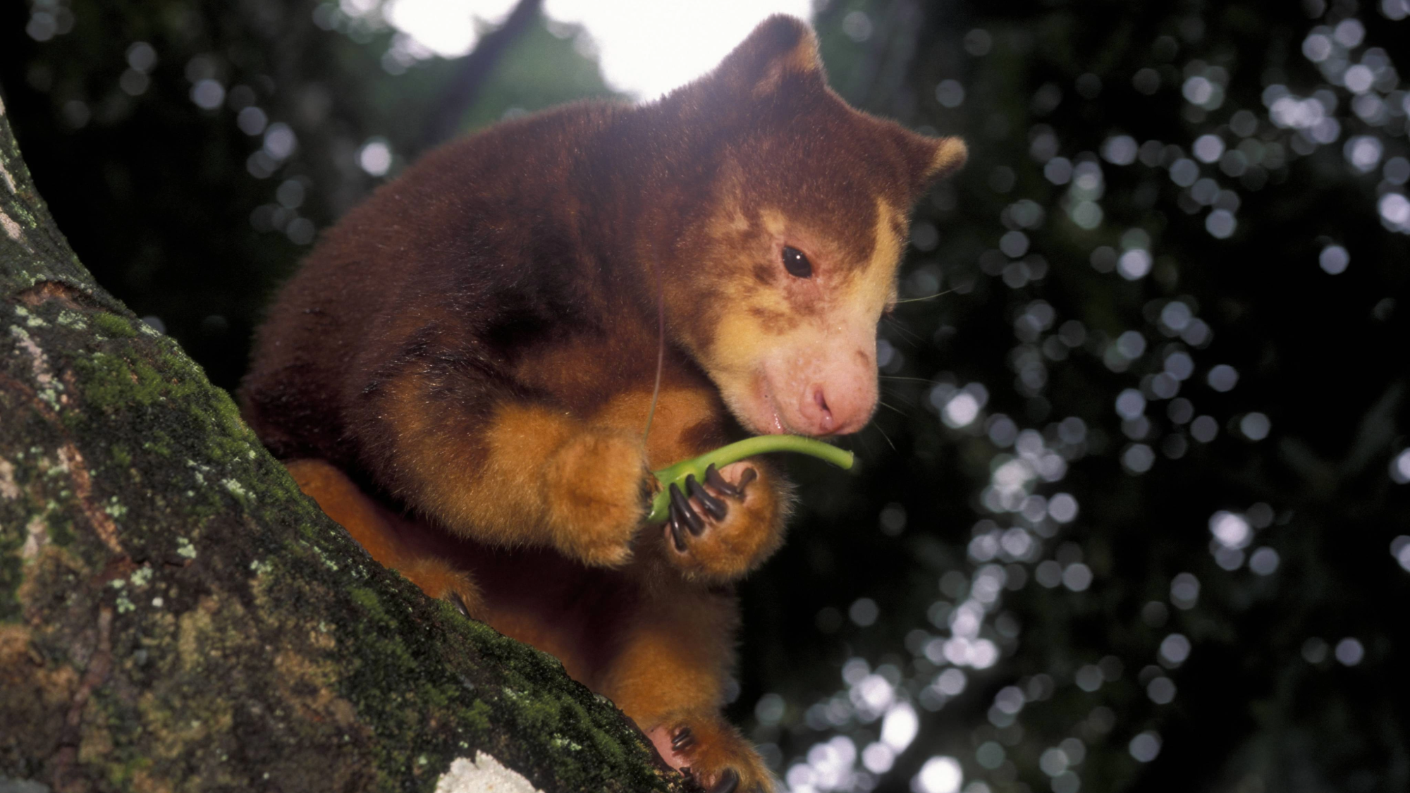 a small kangaroo with brown fur sits in a tree and eats a long green plant