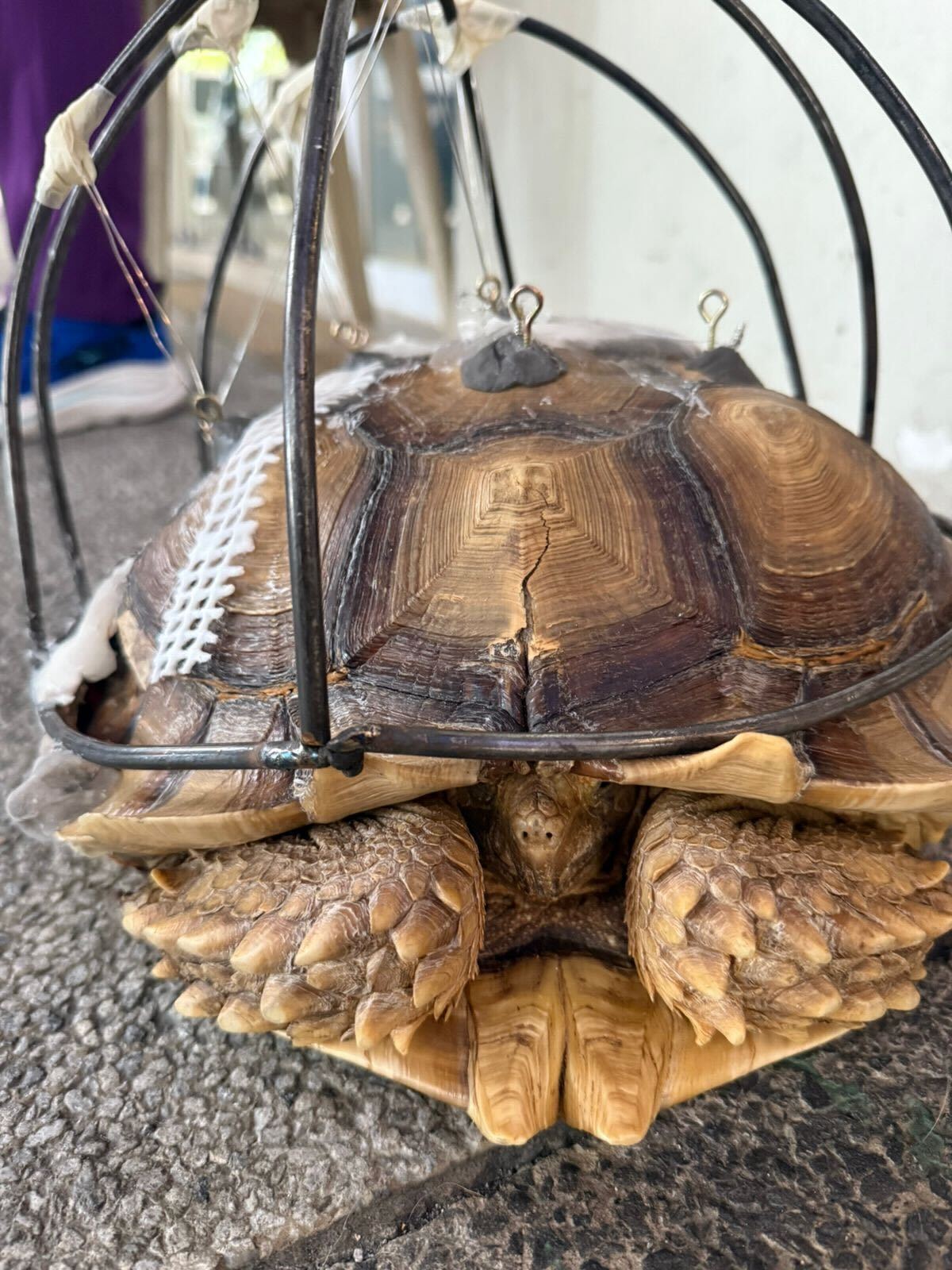a tortoise with black wires over it shell
