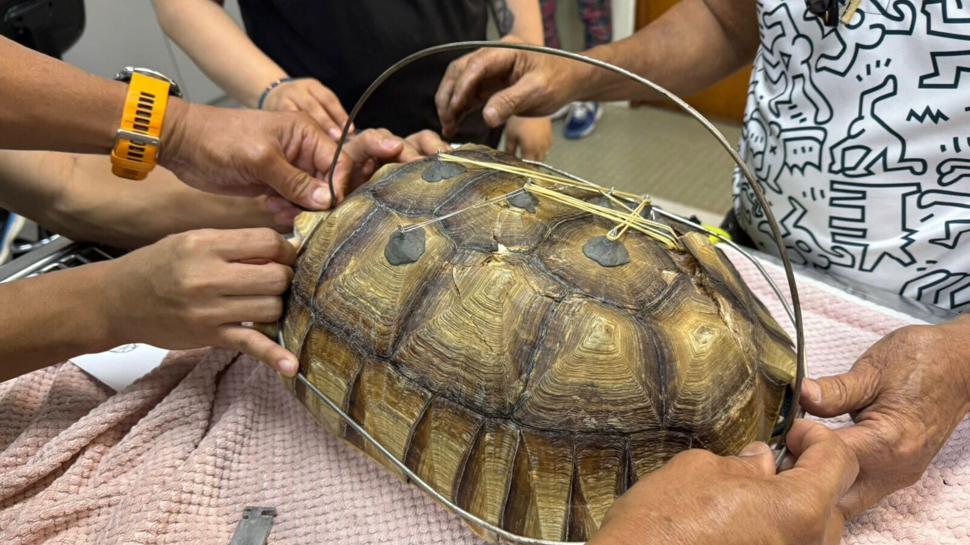 a team of vets puts a wire frame on a turtle's shell