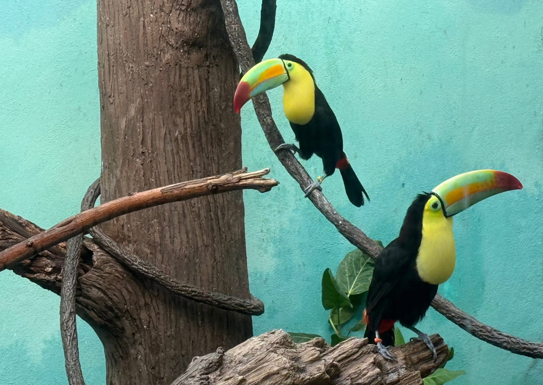 two toucans in an zoo exhibit