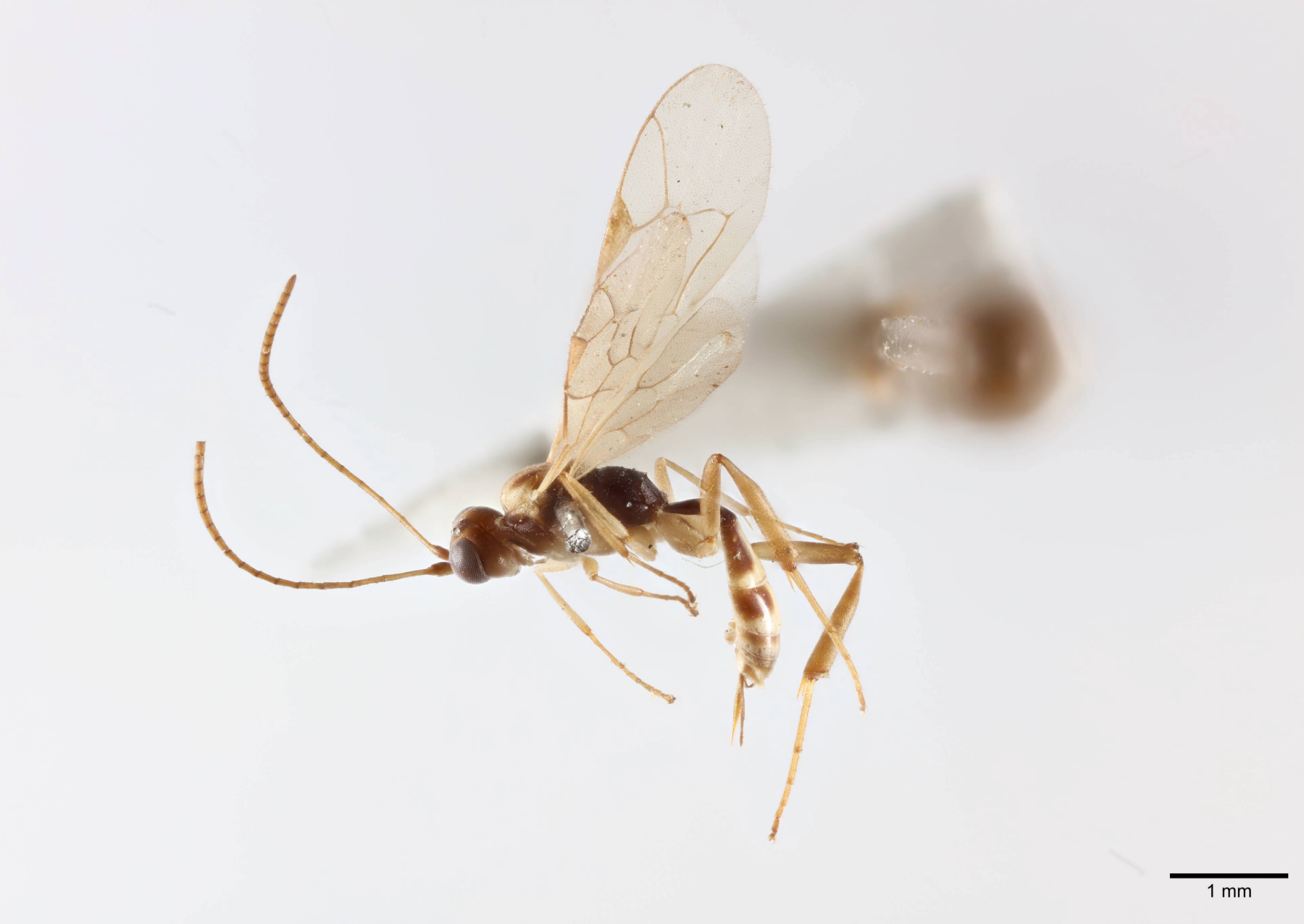 a wasp