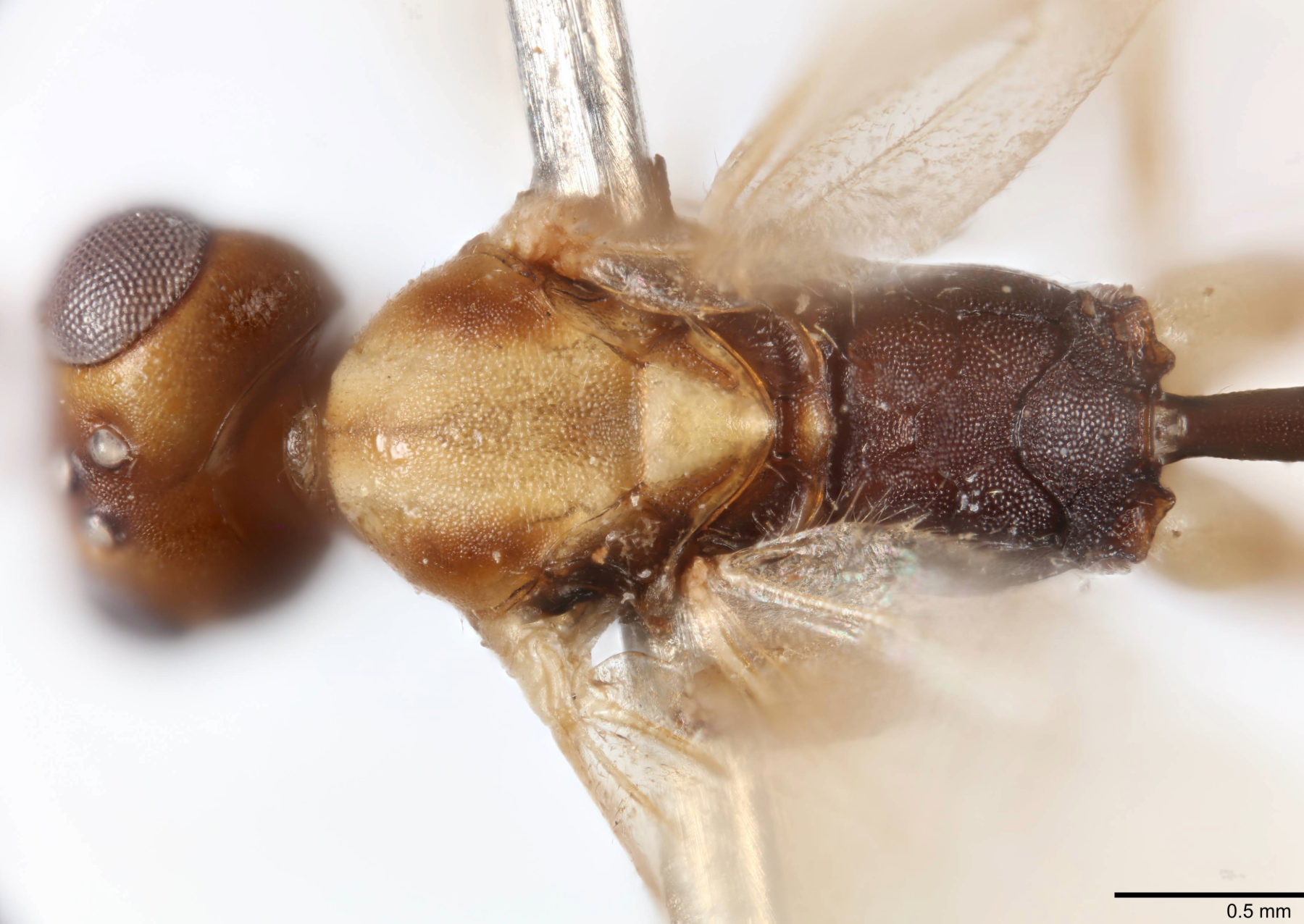 a close up view of a wasp