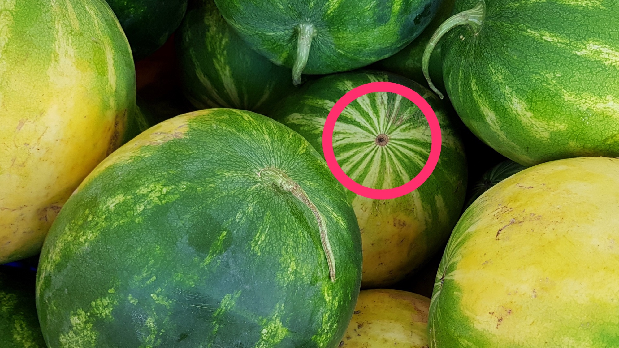 Very big ripe, refreshing watermelons at the market, green and yellow