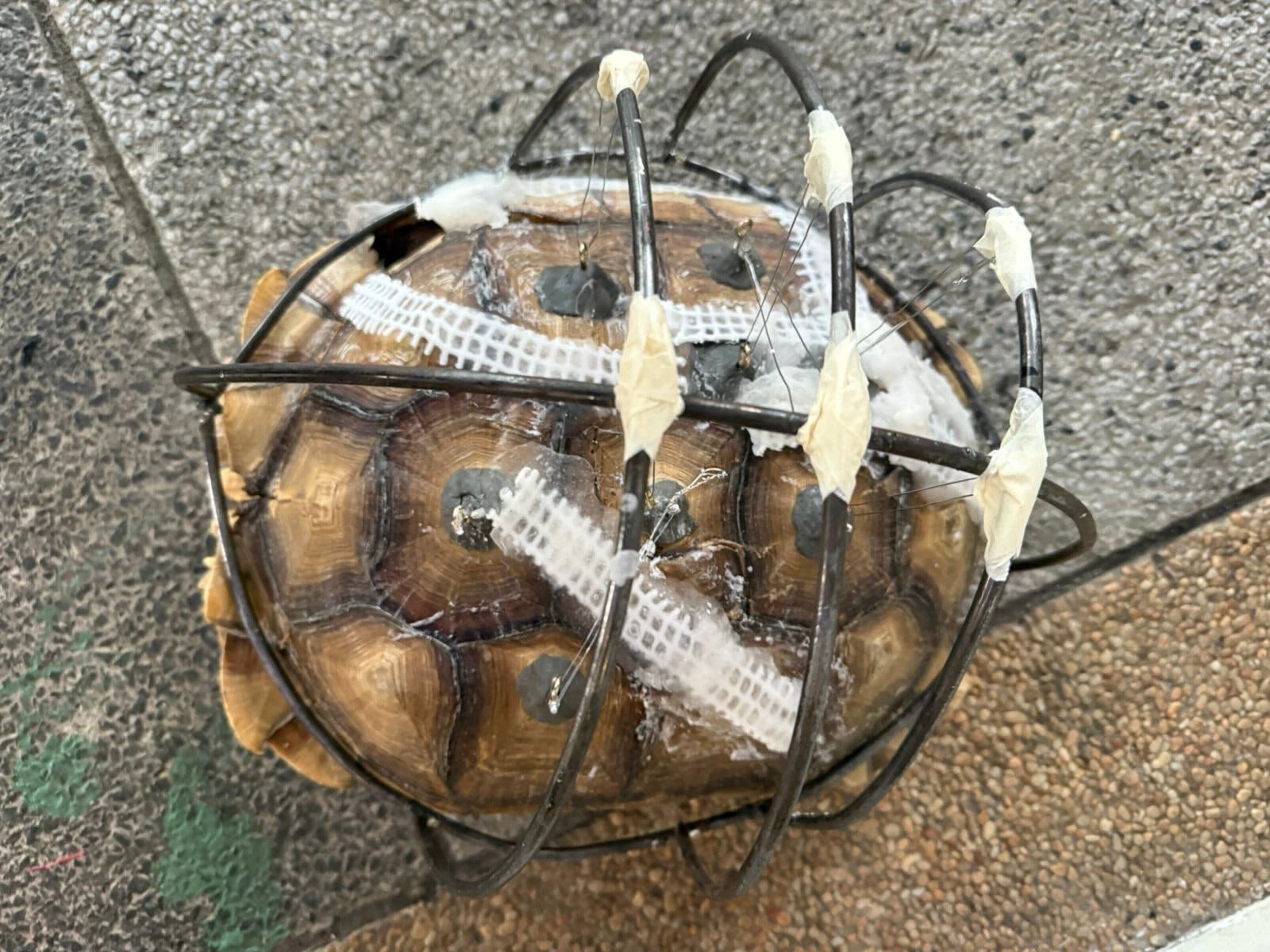 black wires over a large turtle shell keeping it together
