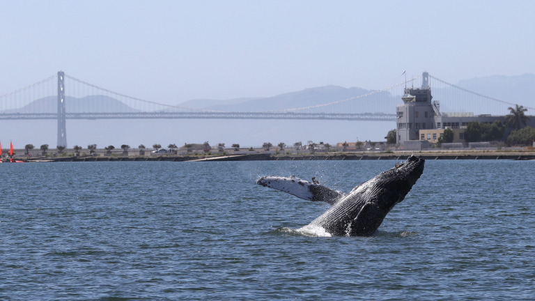a whale breaching with a bridge in view