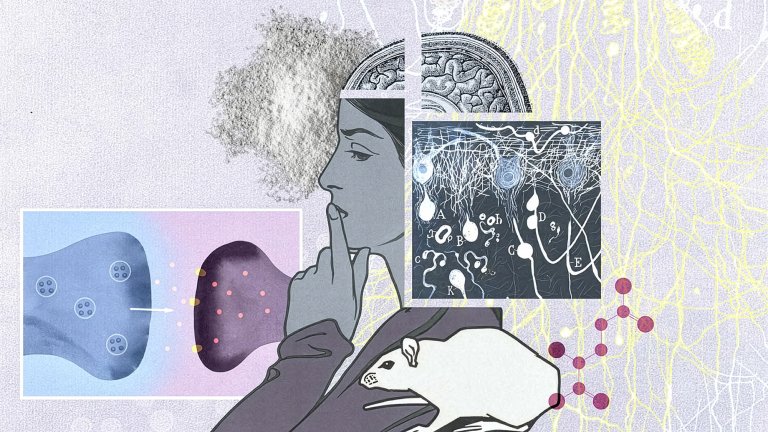Graphic showing a thinking woman, a scan of a brain, a rat.