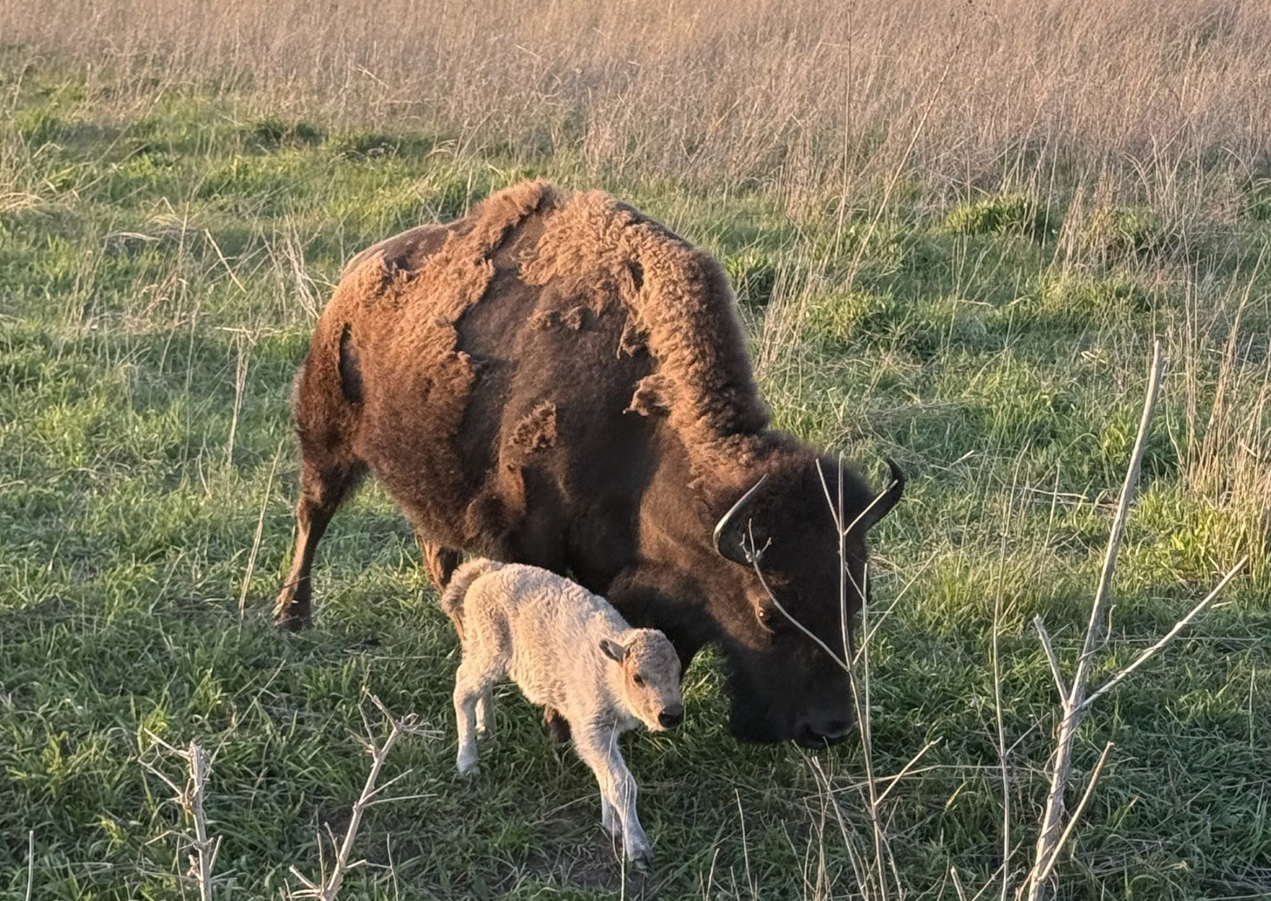 a white bison calf walking next to an adult bison with brown fur in tall grass