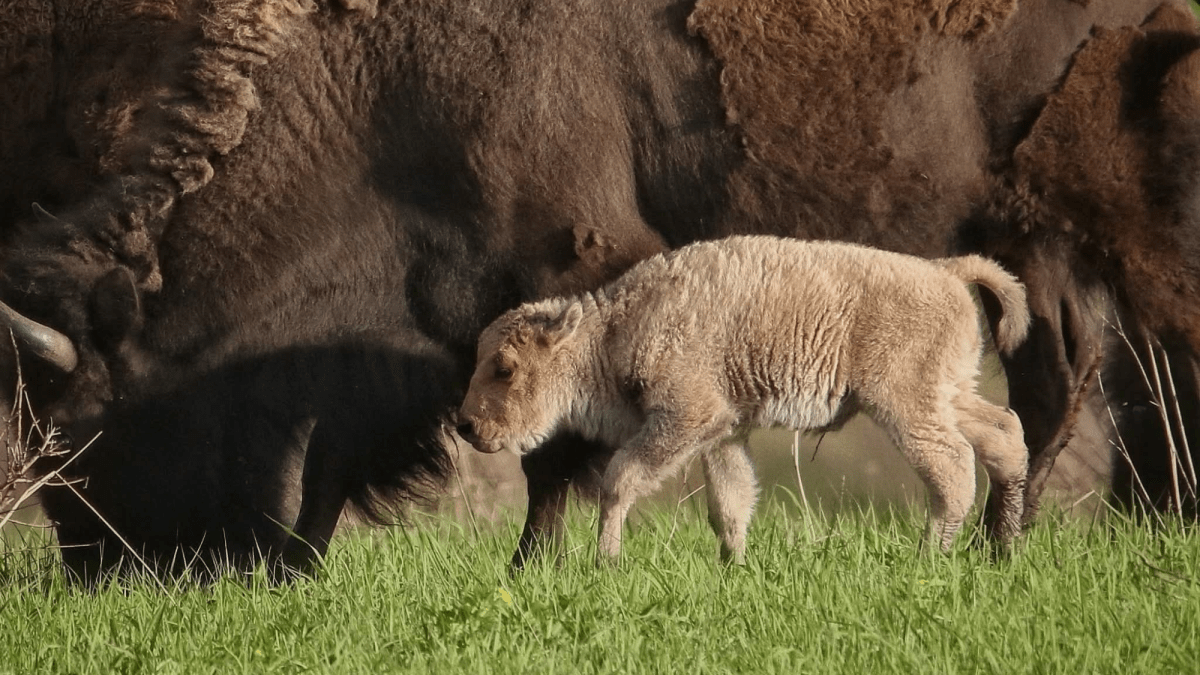1 in a million white bison calf born in Iowa