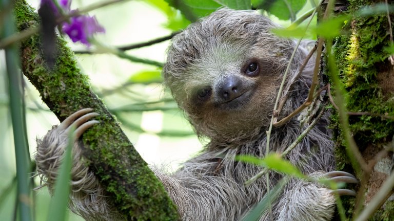 A young three-toed sloth climbing in a tree peers out at camera from moss-covered branches.