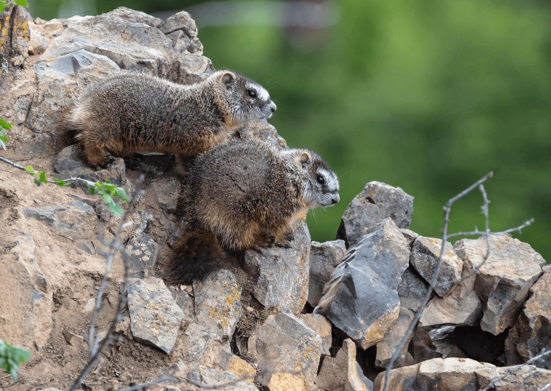 two rodents on rocks