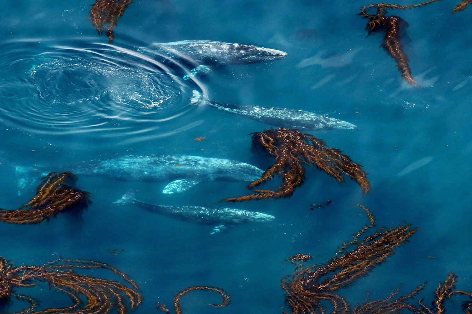 whales in the water