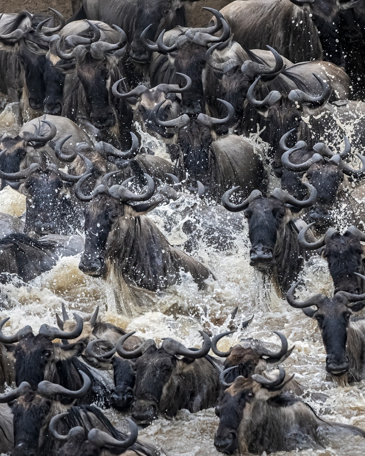 a herd of water buffalo splash through water