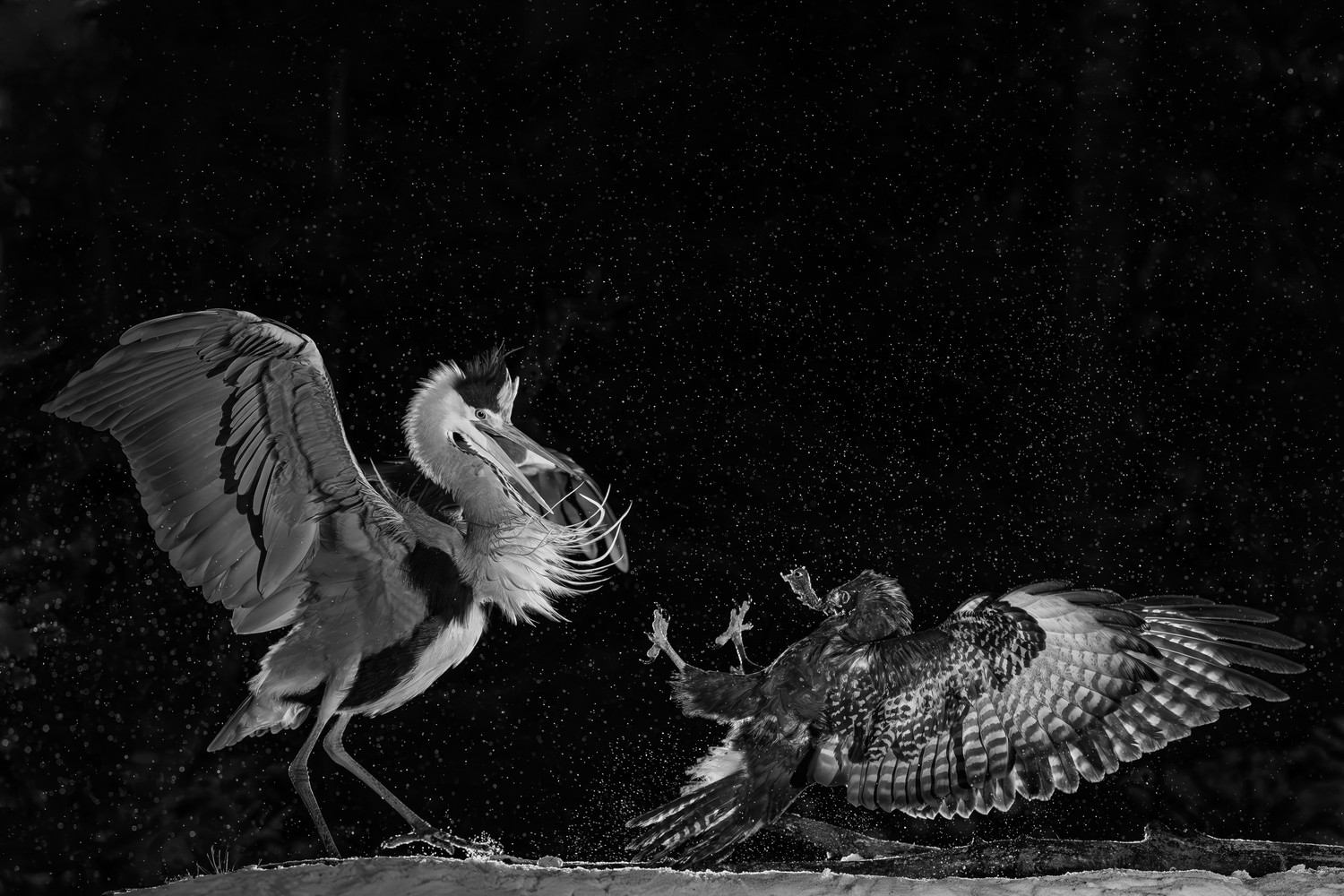 two birds fighting, water droplets in the air